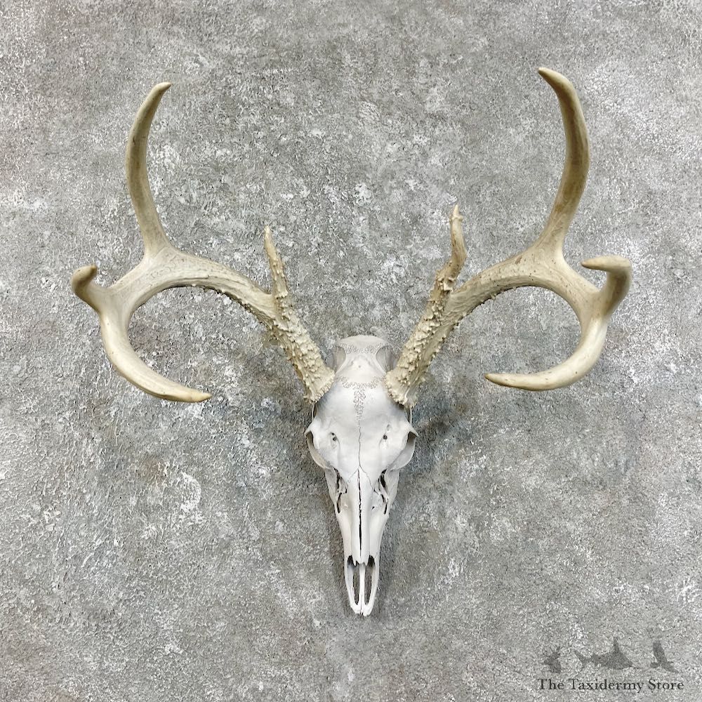 Whitetail Deer Skull European Mount For Sale #25832 @ The Taxidermy Store