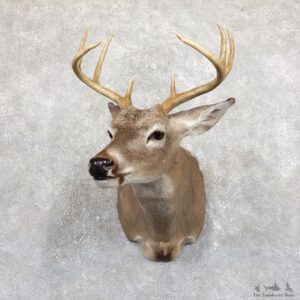 Whitetail Deer Shoulder Mount For Sale #19538 @ The Taxidermy Store