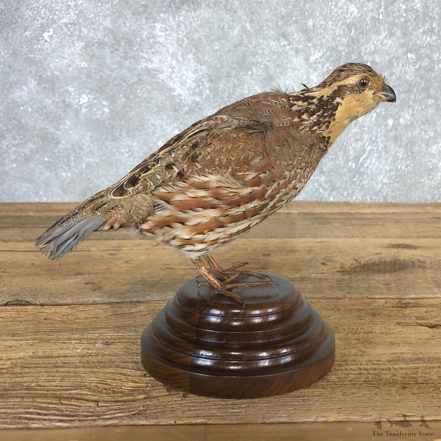 Female Bobwhite Quail Bird Mount For Sale #19795 @ The Taxidermy Store