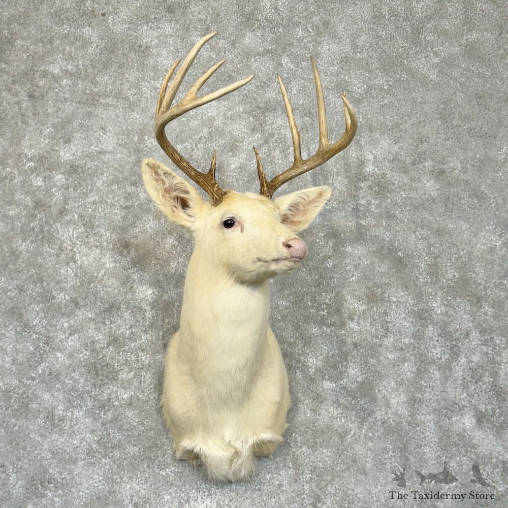 White Whitetail Deer Shoulder Mount For Sale #29452 - The Taxidermy Store