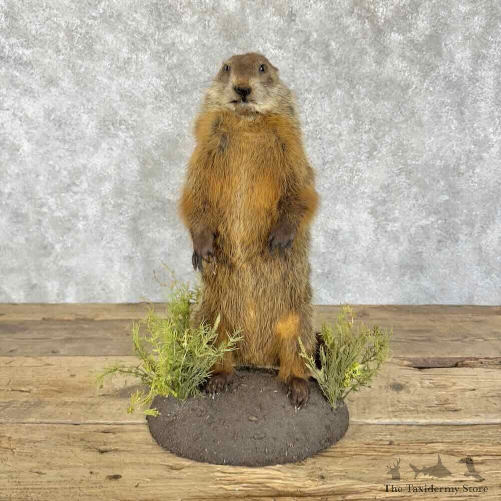 Woodchuck Life-Size Mount For Sale #30719 @ The Taxidermy Store