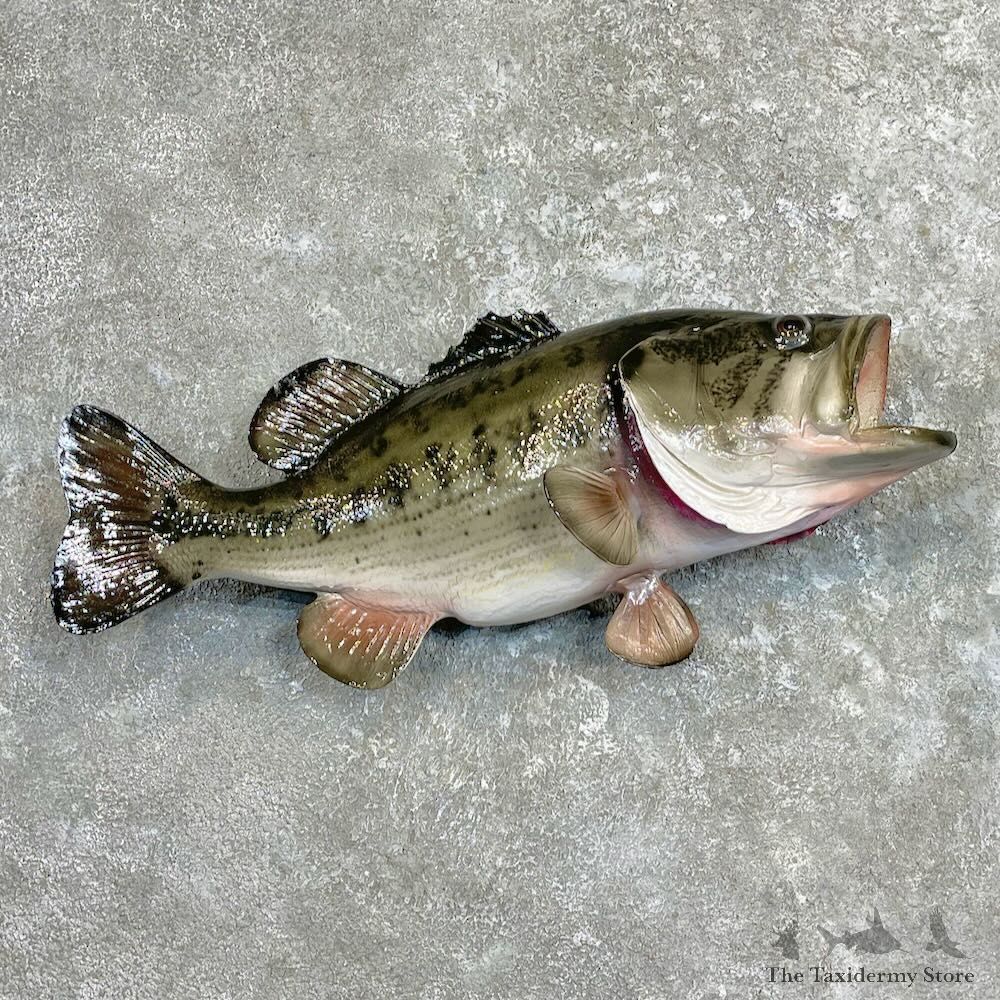 Largemouth Bass Fish Mount For Sale #27327 @ The Taxidermy Store