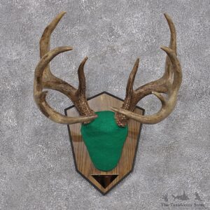 Whitetail Deer Taxidermy Antler Plaque Mount #12427 For Sale @ The Taxidermy Store