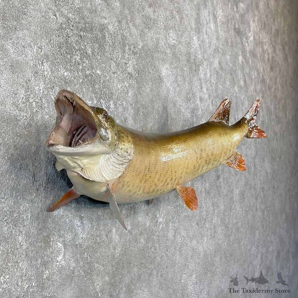 Musky Taxidermy Fish Mount For Sale #25929 @ The Taxidermy Store