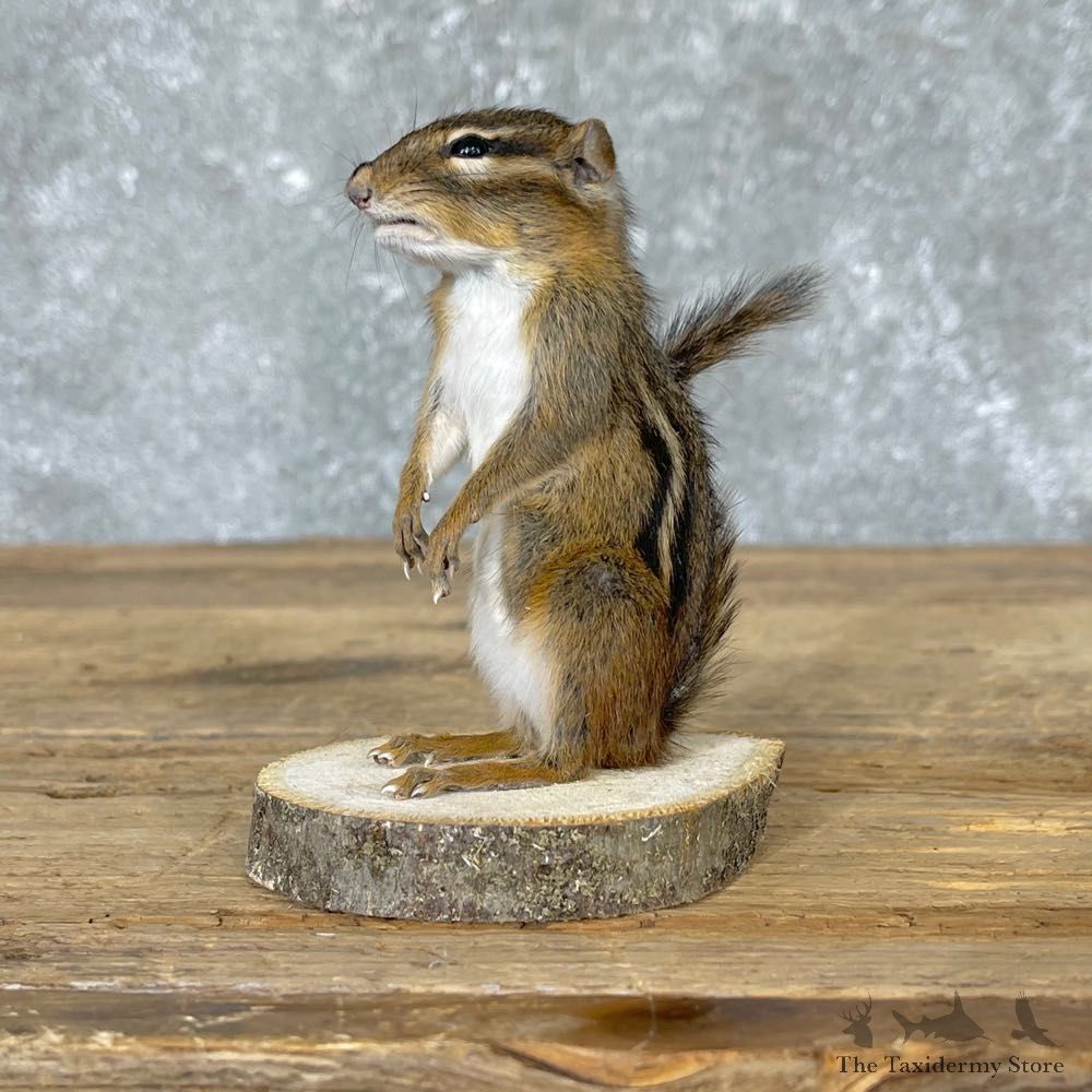 Chipmunk Life-Size Mount For Sale #24582 @ The Taxidermy Store