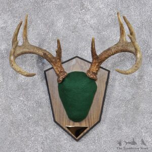 Whitetail Deer Taxidermy Antler Plaque Mount #12425 For Sale @ The Taxidermy Store
