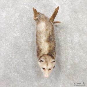 Wall Hanging Opossum Mount For Sale #19074 @ The Taxidermy Store