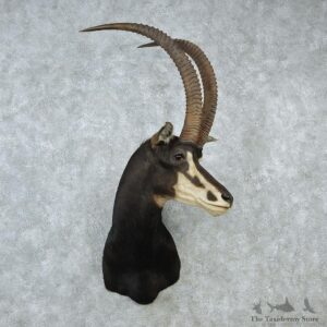 African Sable Taxidermy Shoulder Mount #12884 For Sale @ The Taxidermy Store