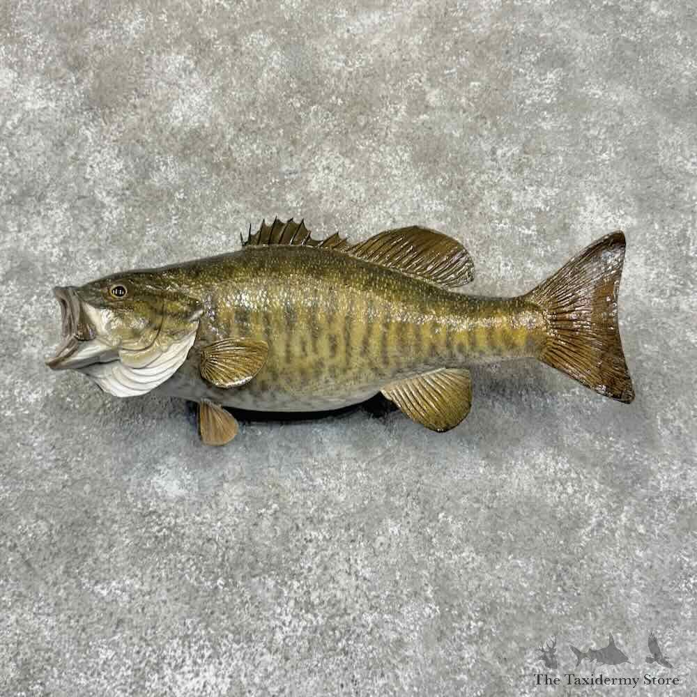 Smallmouth Bass Fish Mount For Sale #30894 @ The Taxidermy Store