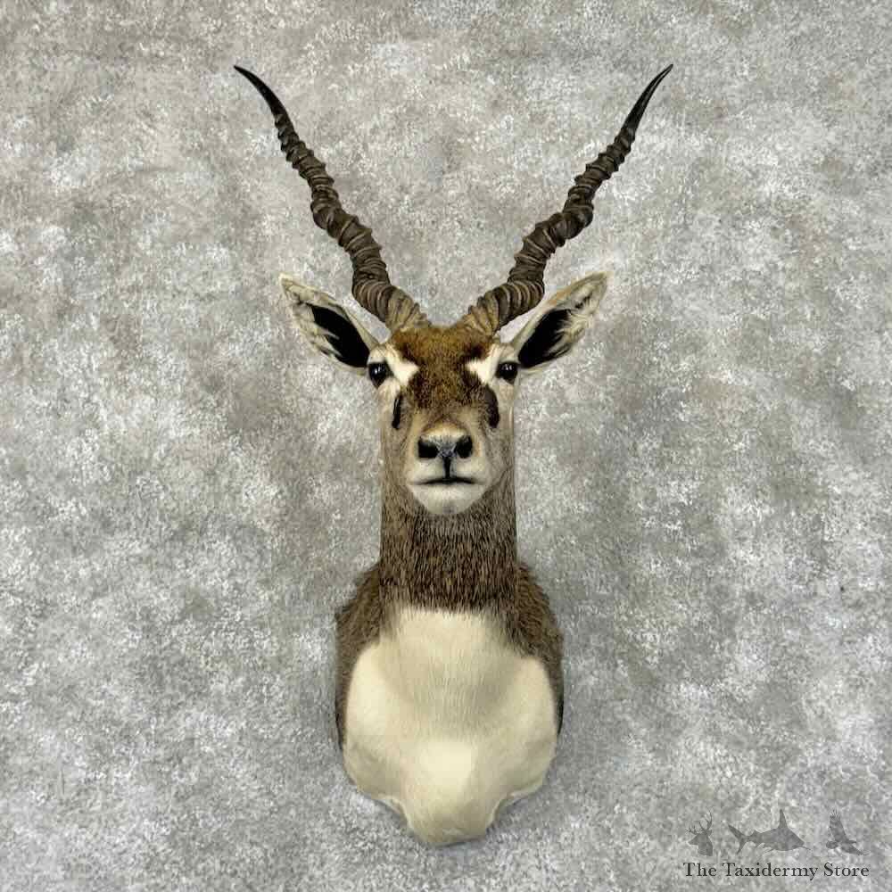 India Blackbuck Shoulder Mount For Sale #30906 @ The Taxidermy Store