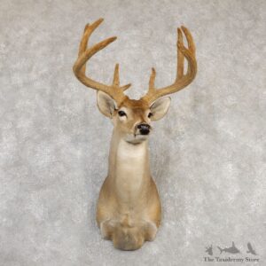 Whitetail Deer Shoulder Taxidermy Mount For Sale #20258 @ The Taxidermy Store.jpg