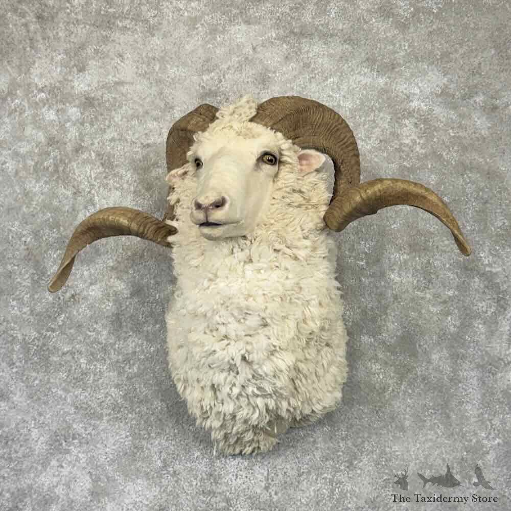 Merino Sheep Ram Shoulder Mount For Sale #32342 @ The Taxidermy Store