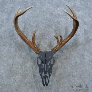 Whitetail Deer Antler Plaque Mount For Sale #15399 @ The Taxidermy Store