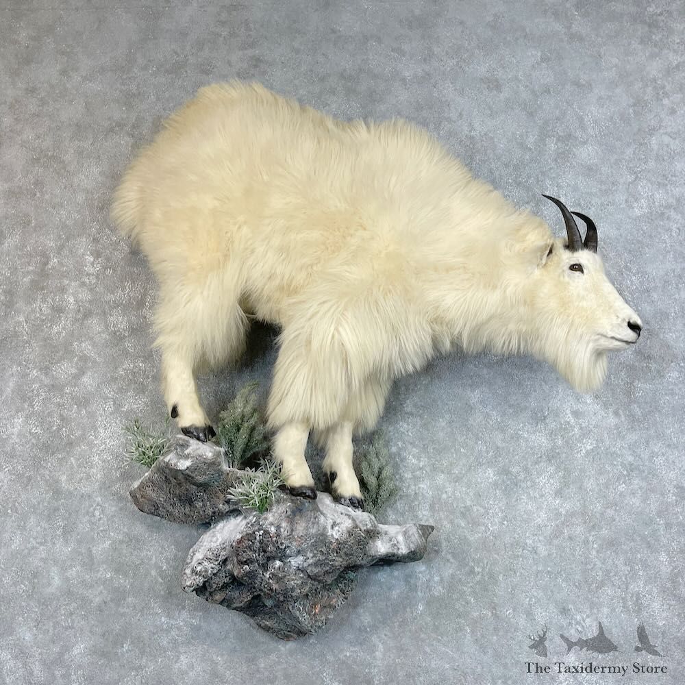 Mountain Goat Life-Size Mount For Sale #27786 @ The Taxidermy Store
