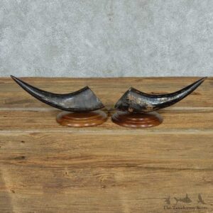 Water Buffalo Horn Carving Pair #13744 For Sale @ The Taxidermy Store
