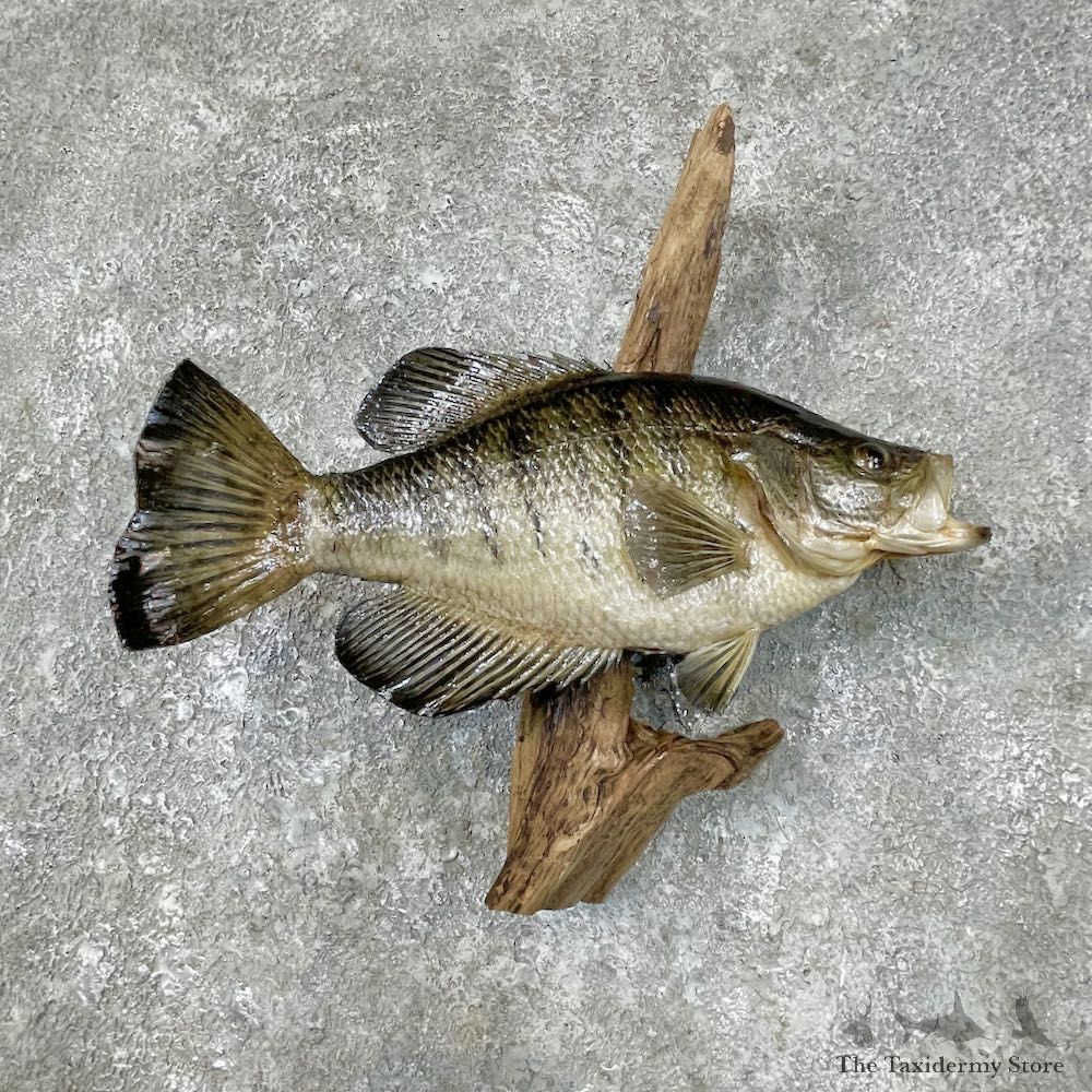 White Crappie Life-Size Fish Mount #25689 @ The Taxidermy Store