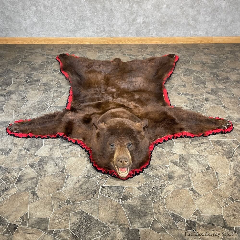Cinnamon Black Bear Full-Size Rug For Sale #27852 @ The Taxidermy Store