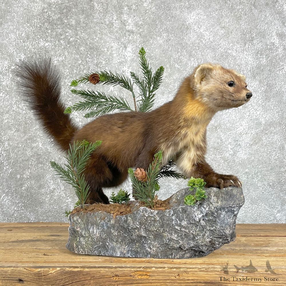 American Pine Marten Taxidermy Mount For Sale #24096 @ The Taxidermy Store