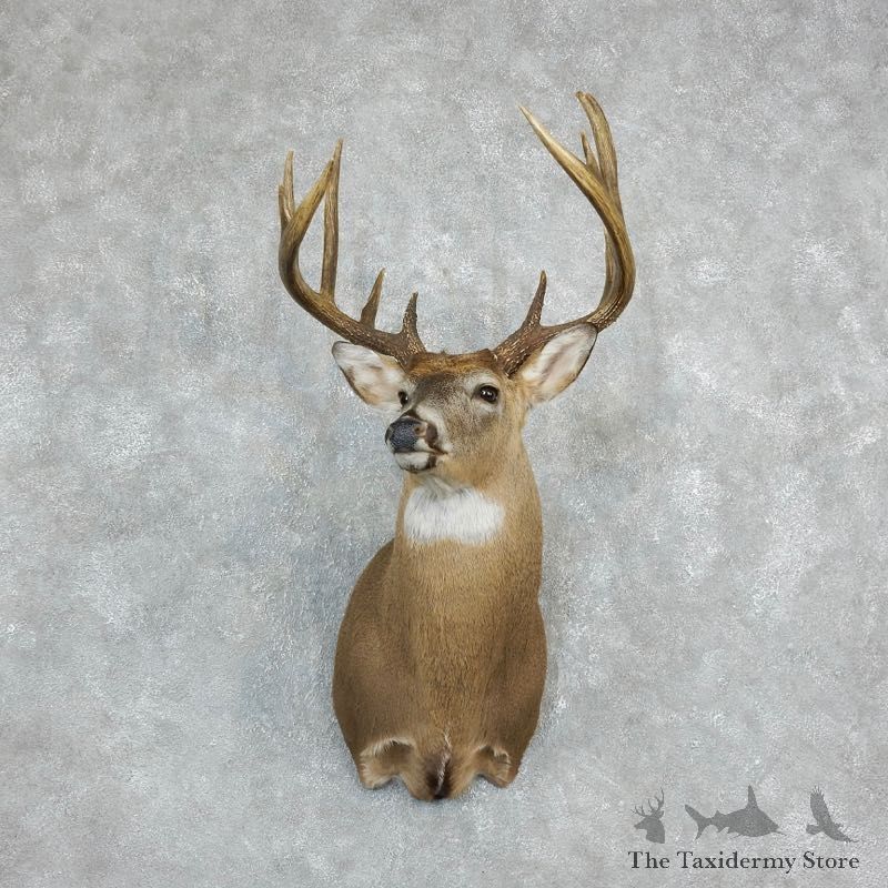 Whitetail Deer Shoulder Mount For Sale #18231 @ The Taxidermy Store