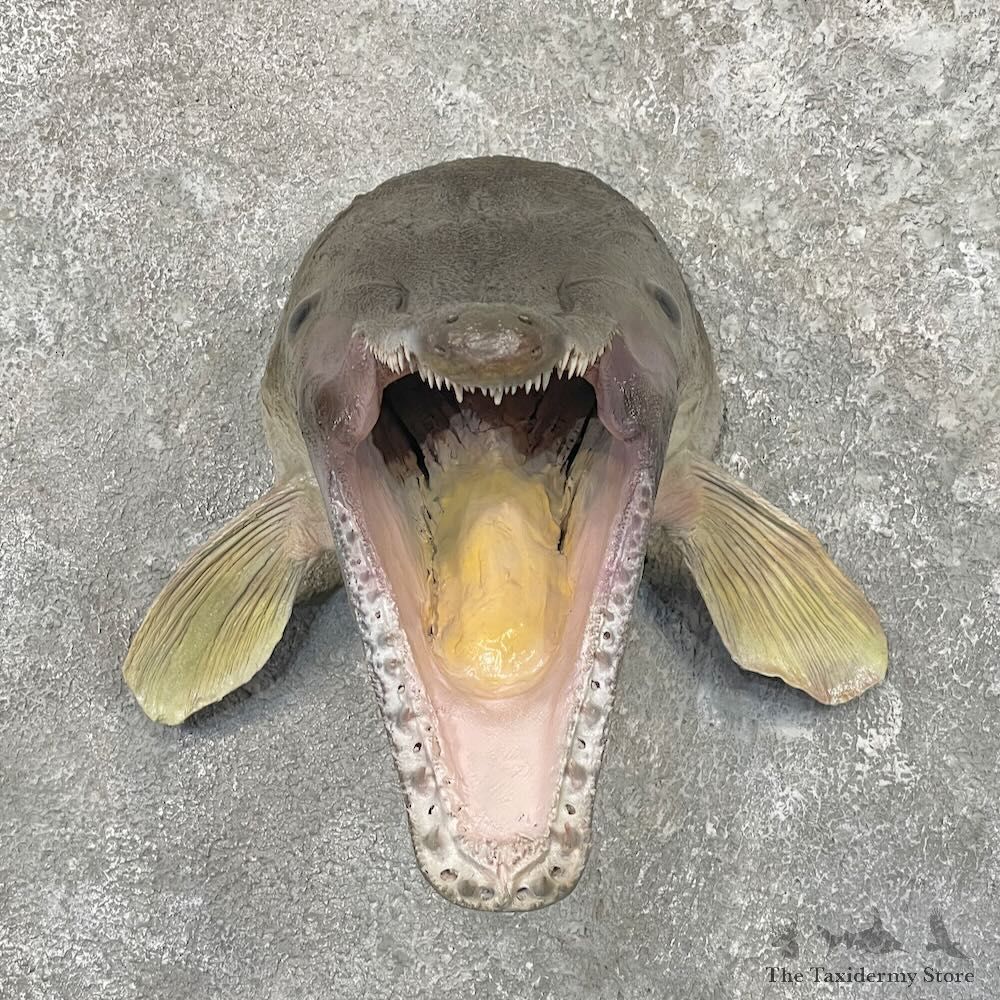 Alligator Gar Head Mount For Sale #27616 @ The Taxidermy Store
