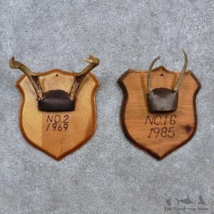 Whitetail Antler Plaque Mounts For Sale #15674 @ The Taxidermy Store