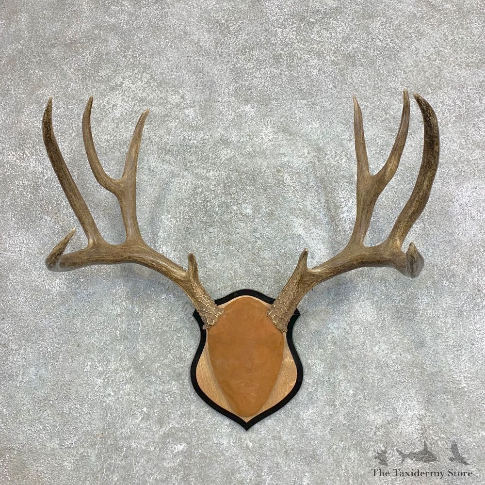 Mule Deer Taxidermy Antler Plaque #21869 For Sale @ The Taxidermy Store
