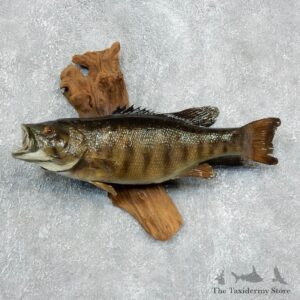 Smallmouth Bass Fish Mount For Sale #17947 @ The Taxidermy Store