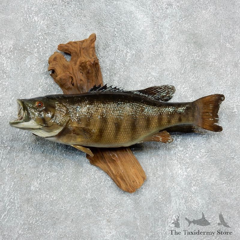 Smallmouth Bass Fish Mount For Sale #17947 @ The Taxidermy Store