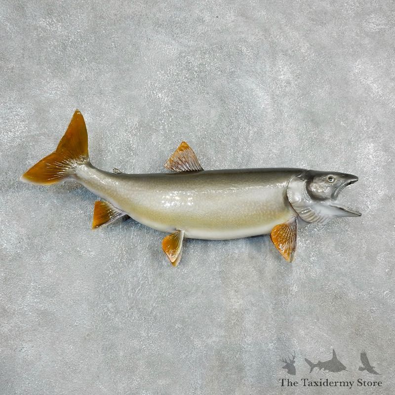 Lake Trout Freshwater Fish Mount For Sale #27047 @ The Taxidermy Store