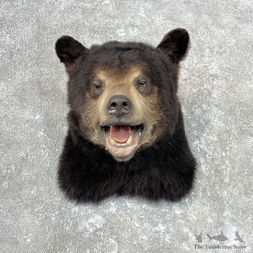 Black Bear Shoulder Mount For Sale #26813 @ The Taxidermy Store