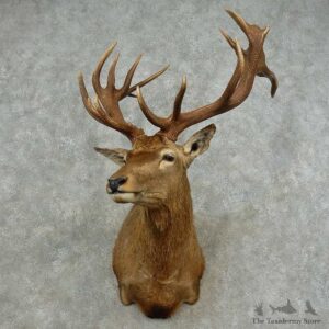 Red Stag Shoulder Mount For Sale #16724 @ The Taxidermy Store