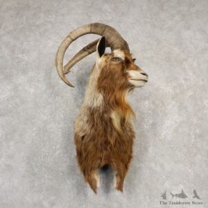 Hybrid Ibex Shoulder Mount For Sale #20531@ The Taxidermy Store