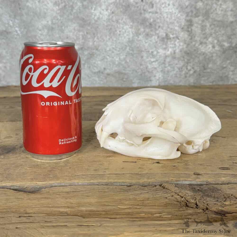 Bobcat Full Skull For Sale #32142 @ The Taxidermy Store