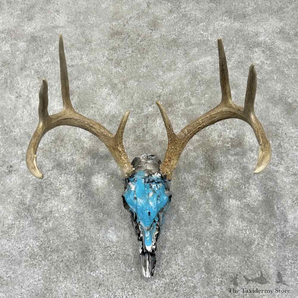 Whitetail Deer Skull European Mount For Sale #31665 @ The Taxidermy Store