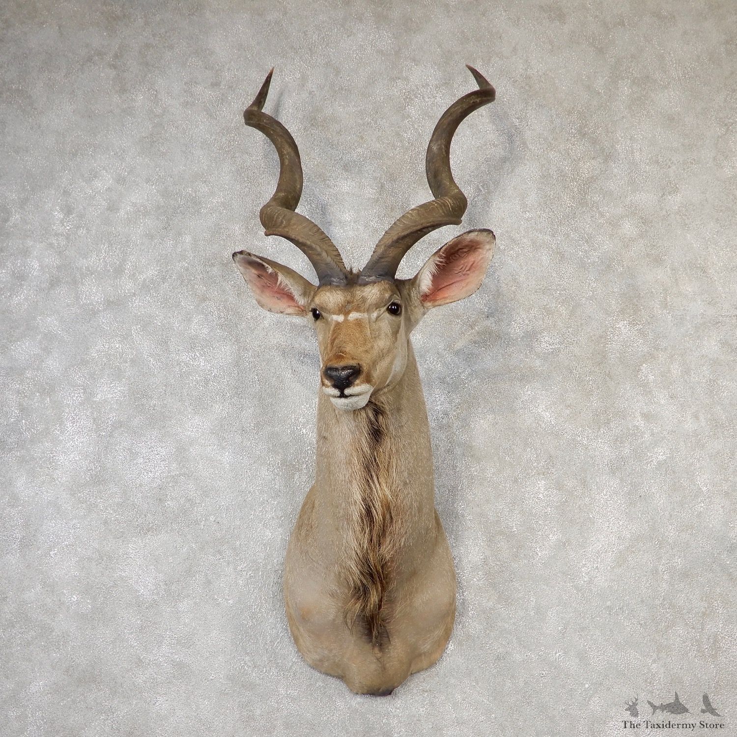 Greater Kudu Shoulder Mount For Sale #19160 @ The Taxidermy Store