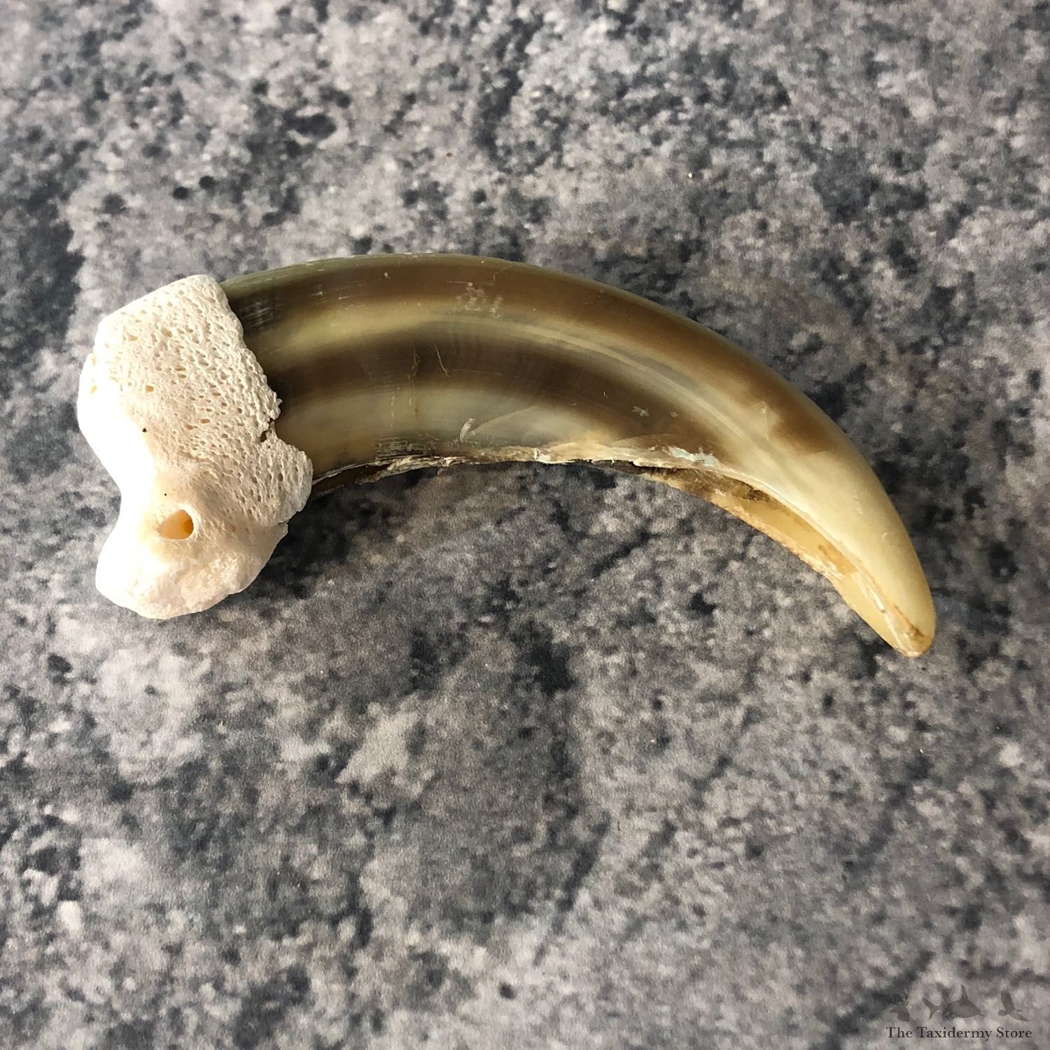 Grizzly Bear Claw For Sale #19908 @ The Taxidermy Store