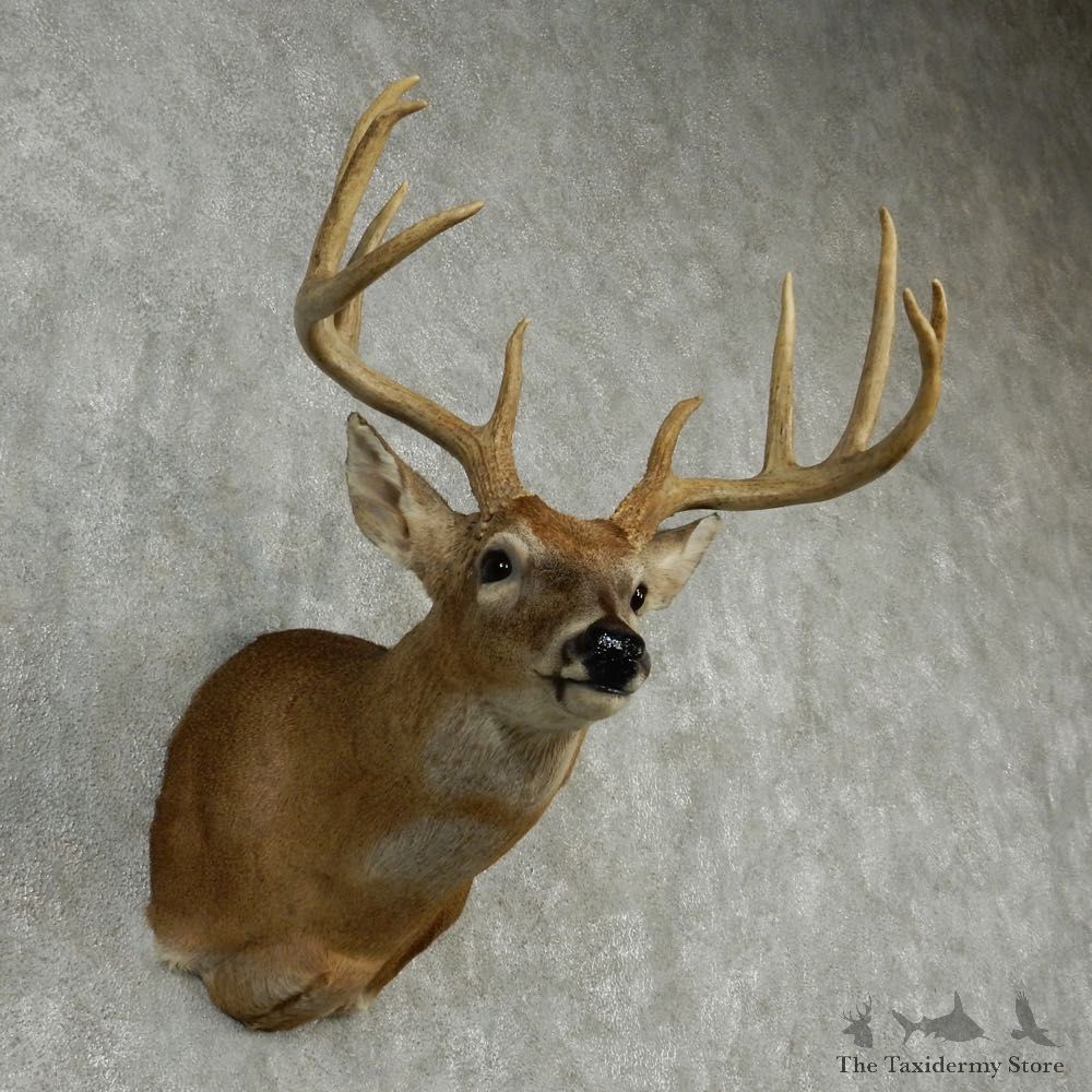 Whitetail Deer Taxidermy Shoulder Mount #13164 For Sale @ The Taxidermy Store