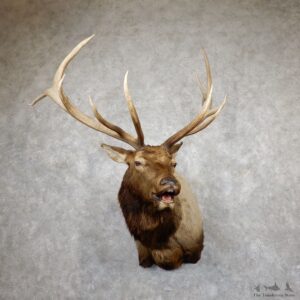 Rocky Mountain Elk Shoulder Mount For Sale #19451 @ The Taxidermy Store