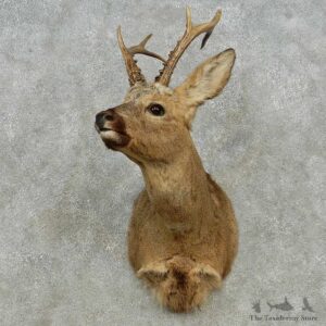 Siberian Roe Deer Shoulder Mount For Sale #14569 @ The Taxidermy Store