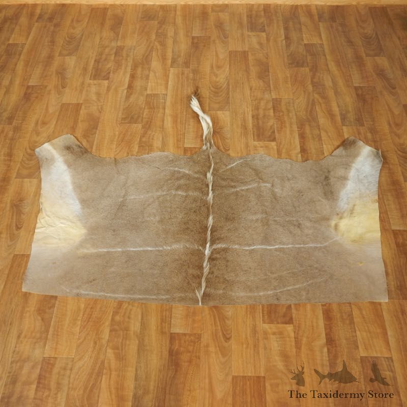 Greater Kudu Hide Taxidermy Skin #17456 For Sale @ The Taxidermy Store