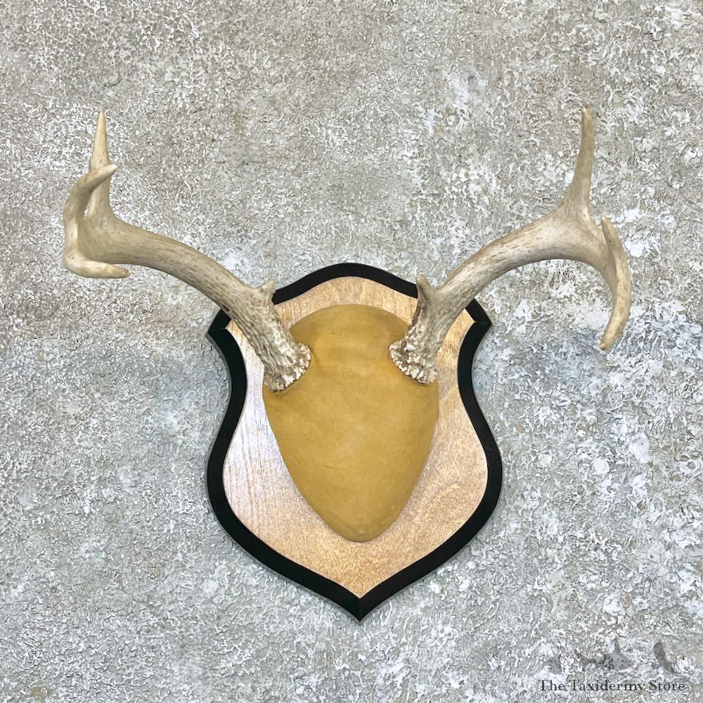 Whitetail Deer Antler Plaque Taxidermy Mount For Sale #26609 @ The Taxidermy Store