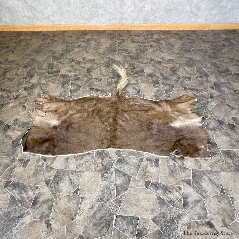 Black Wildebeest Back Hide For Sale #25363 @ The Taxidermy Store