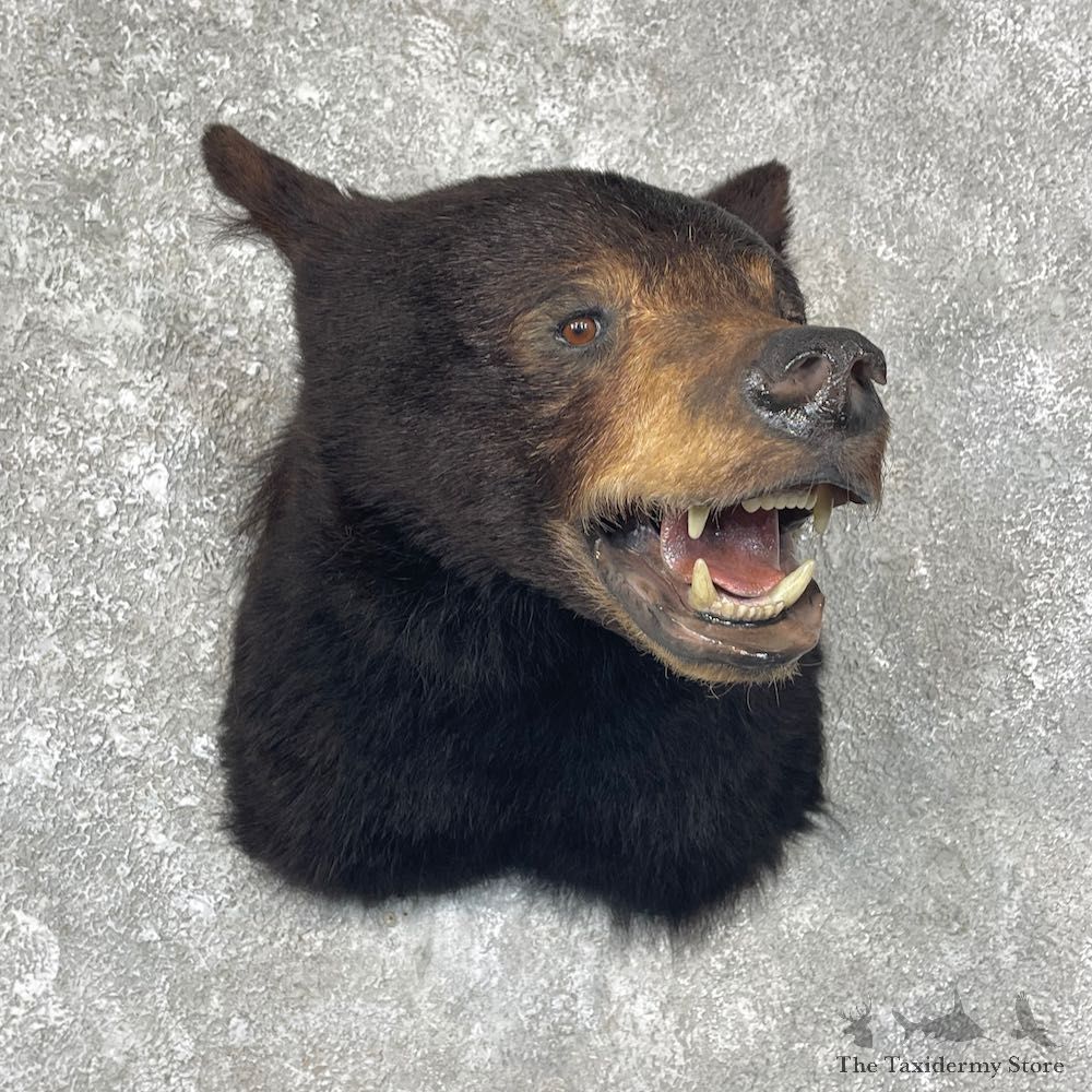 Black Bear Shoulder Mount For Sale #25615 @ The Taxidermy Store
