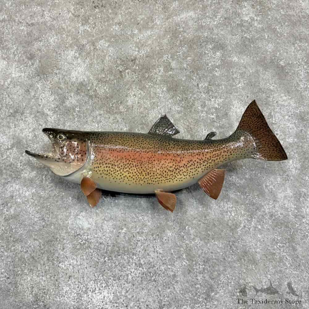 Rainbow Trout Fish Mount For Sale #31366 @ The Taxidermy Store