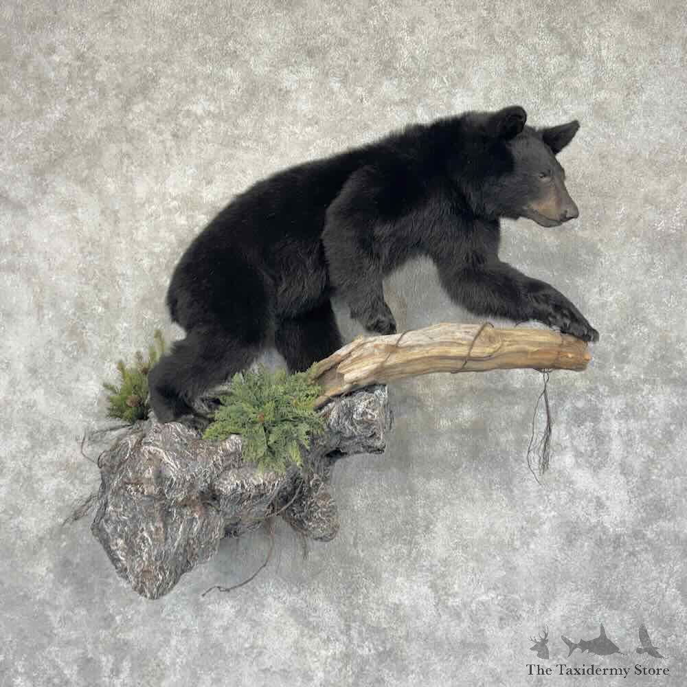 Black Bear Cub Life Size Mount For Sale #31998 @ The Taxidermy Store