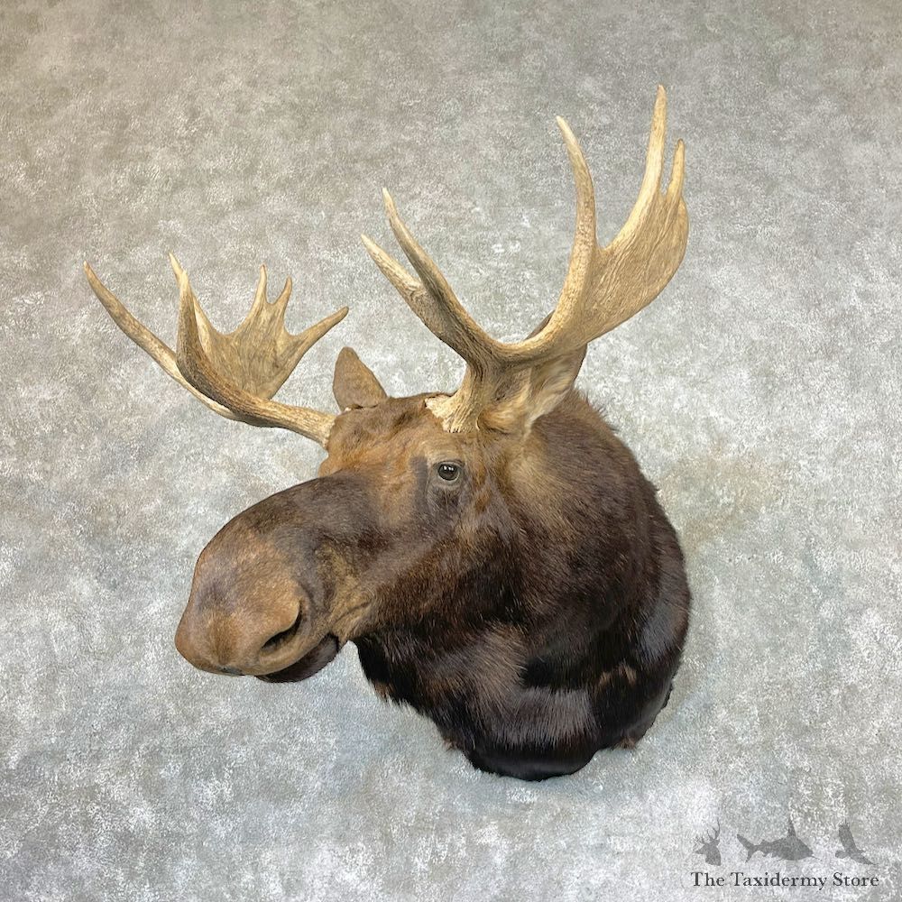 Canadian Moose Shoulder Mount For Sale #26734 @ The Taxidermy Store
