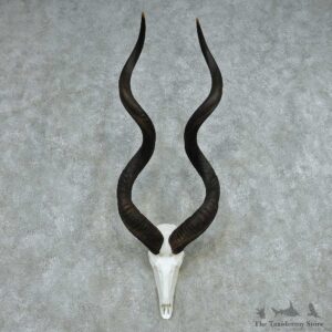 African Kudu Skull & Horn European Mount #13490 For Sale @ The Taxidermy Store