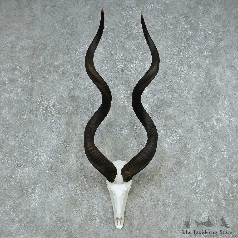 African Kudu Skull & Horn European Mount #13490 For Sale @ The Taxidermy Store