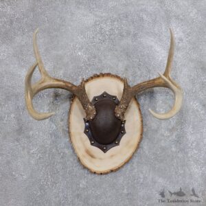 Whitetail Deer Antler Plaque Mount For Sale #18704 @ The Taxidermy Store