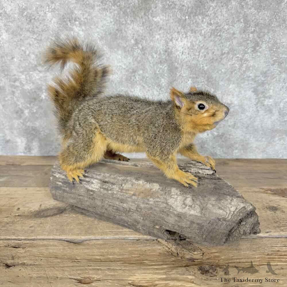 Fox Squirrel Life-Size Mount For Sale #30546 @ The Taxidermy Store